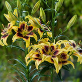 Hectarul - Ladita 38 bulbi de crin ASIATIC LILIUM Pieton
